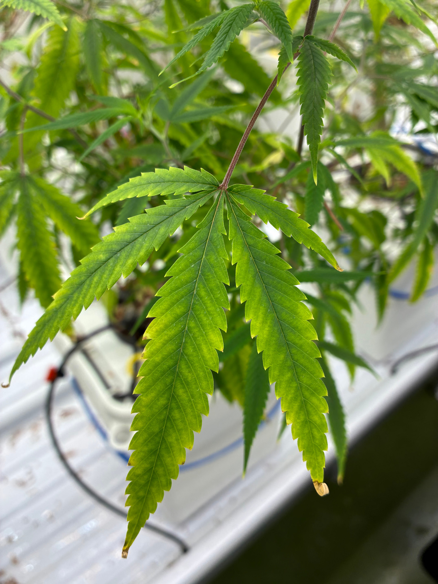 大麻の葉