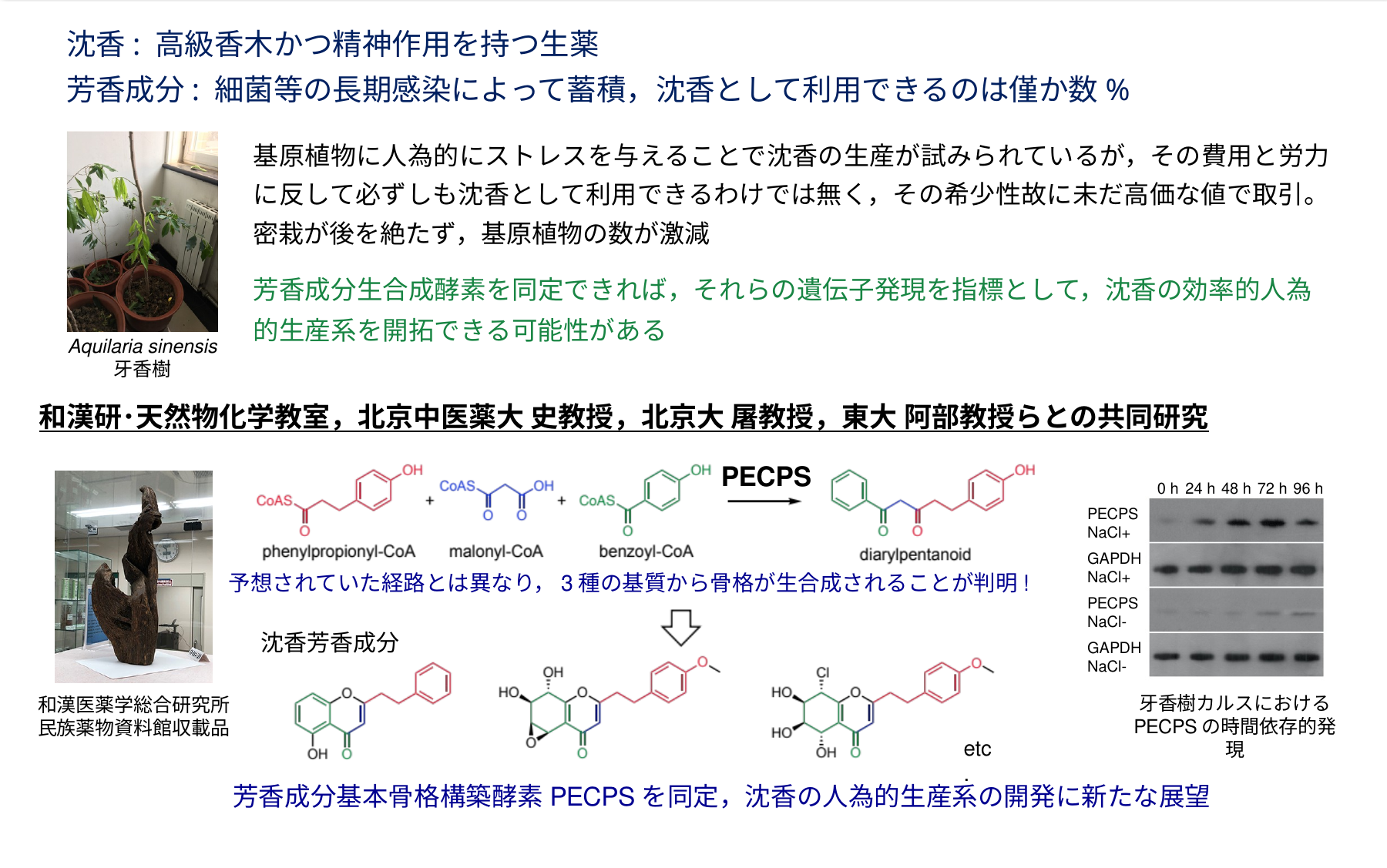 沈香生合成研究の成果詳細図