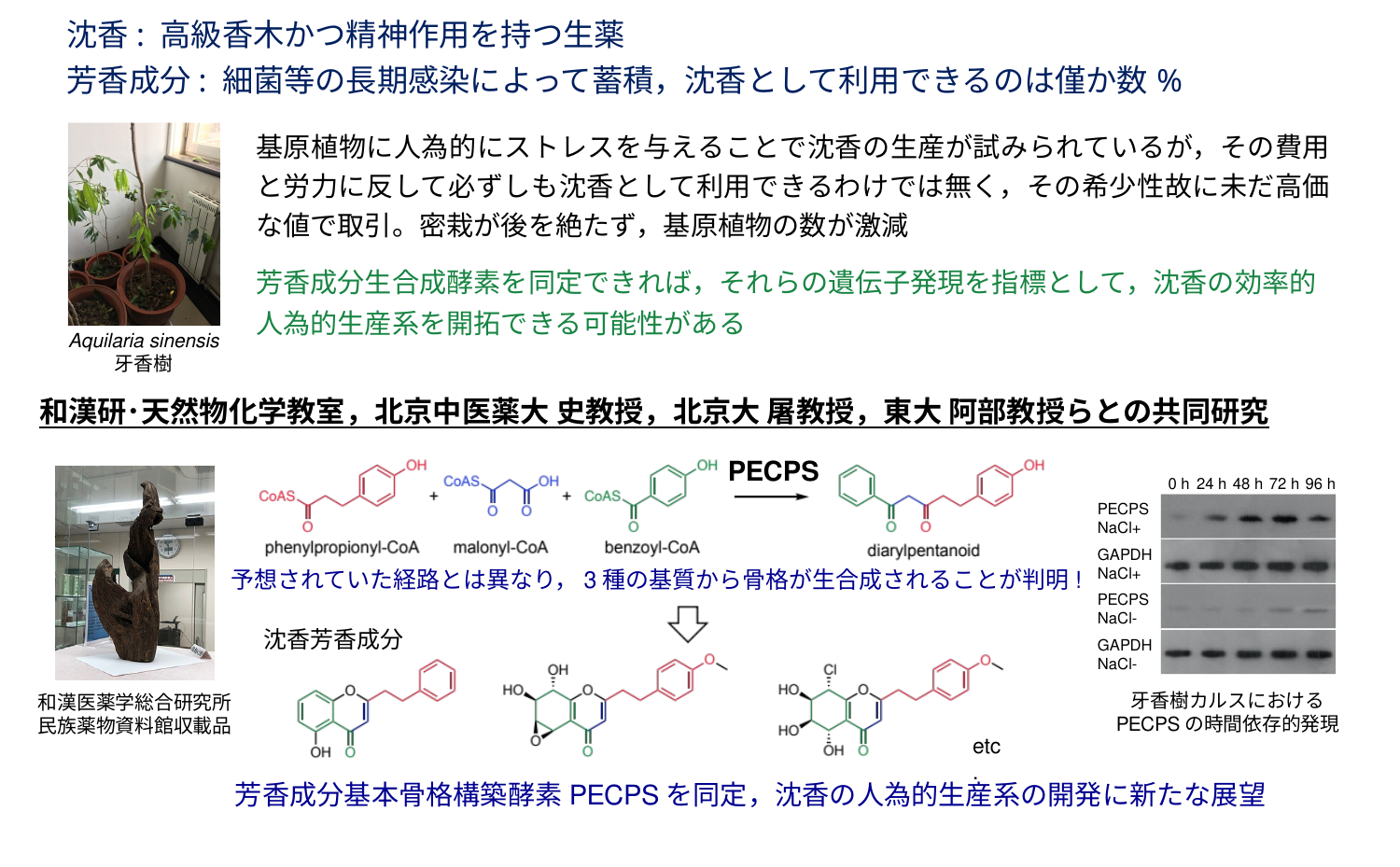 沈香生合成研究の成果詳細図