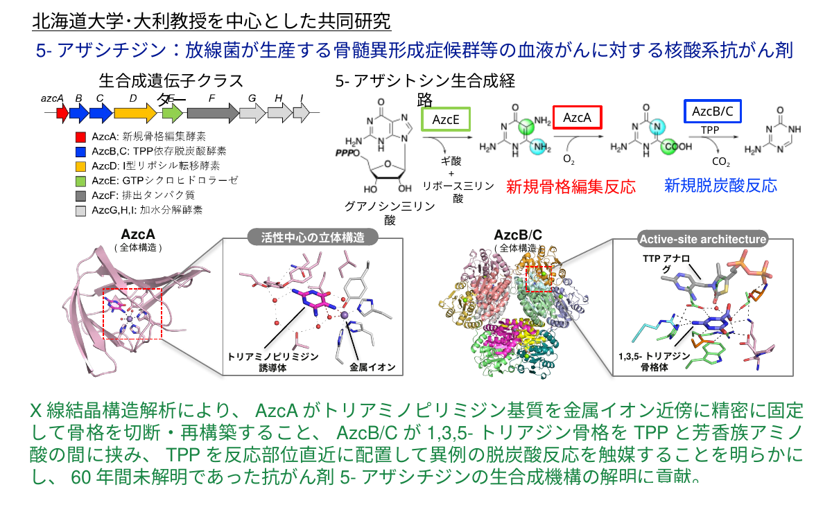 5-アザシチジン生合成酵素AzcAとAzcB/Cの構造解析
