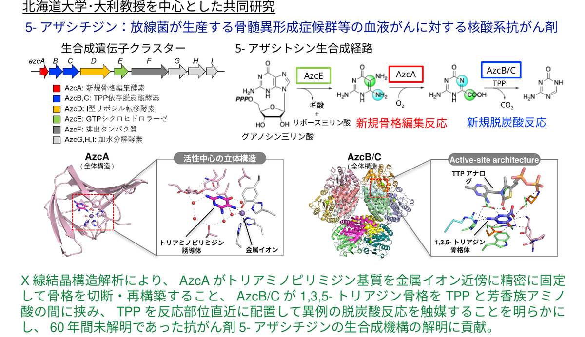 5-アザシチジン生合成酵素AzcAとAzcB/Cの構造解析