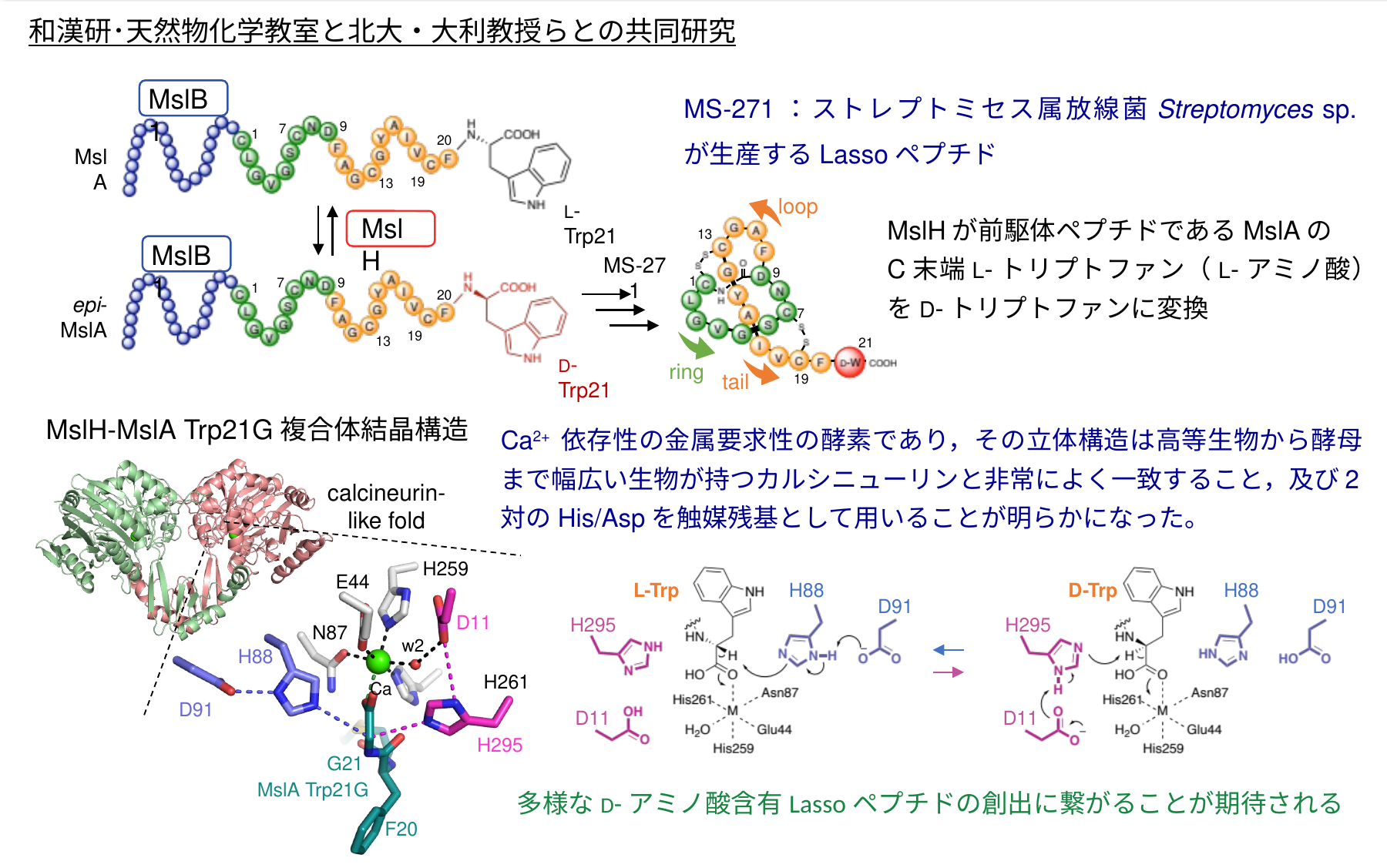 MslHの研究成果詳細図