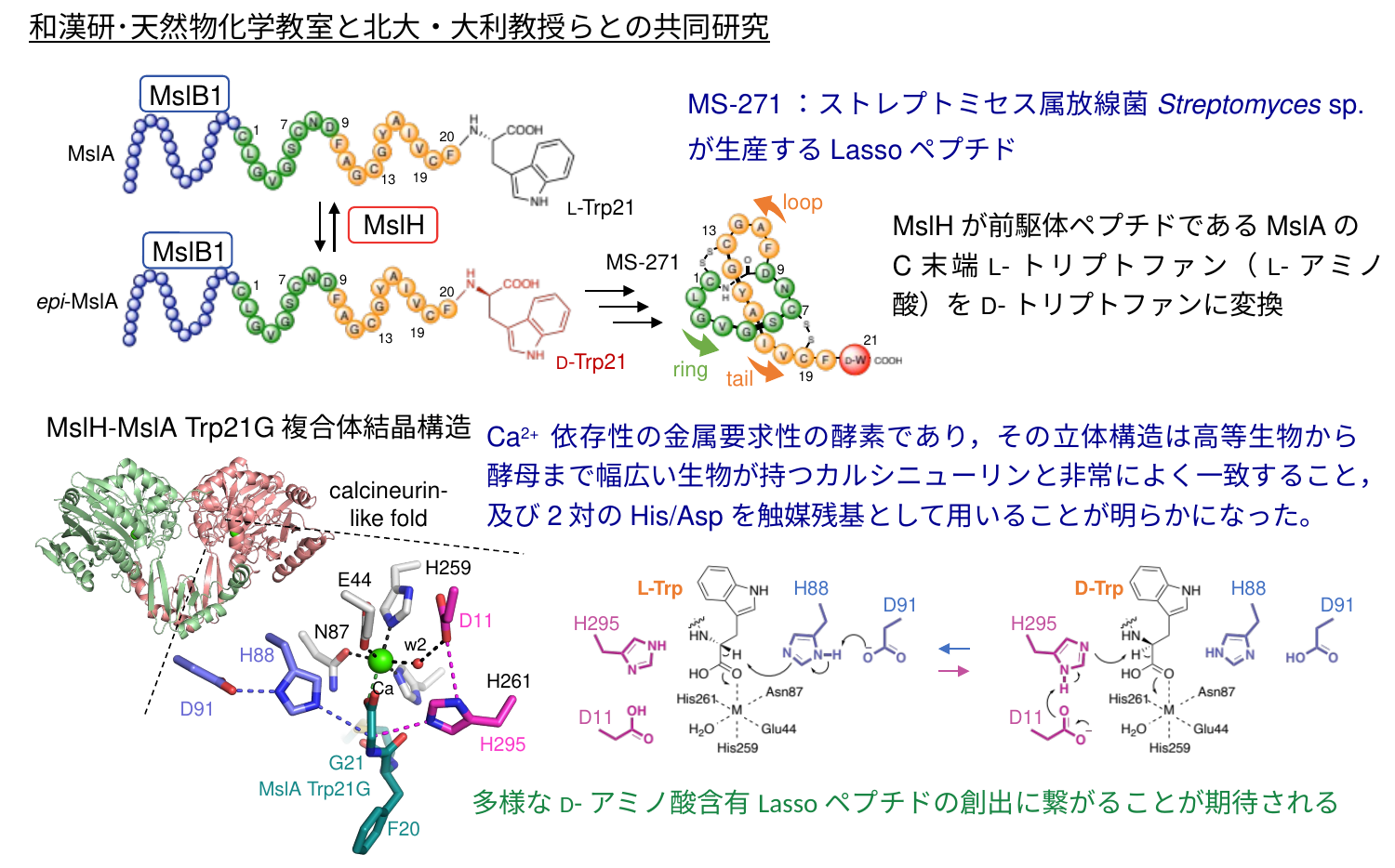 MslHの研究成果詳細図