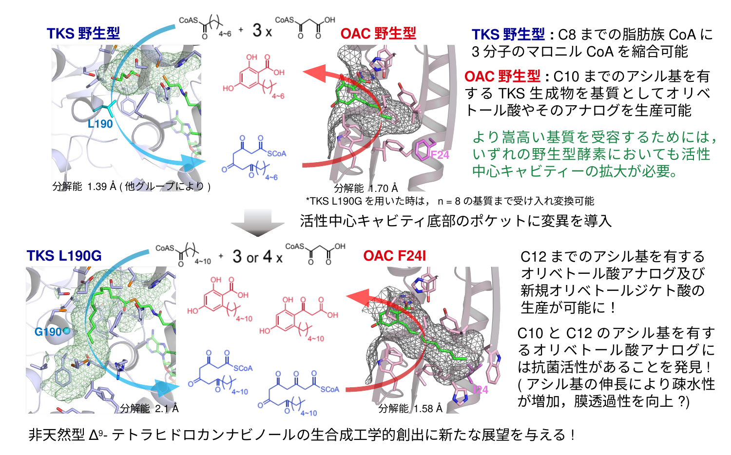 OACとTKSの機能改変研究の成果詳細図