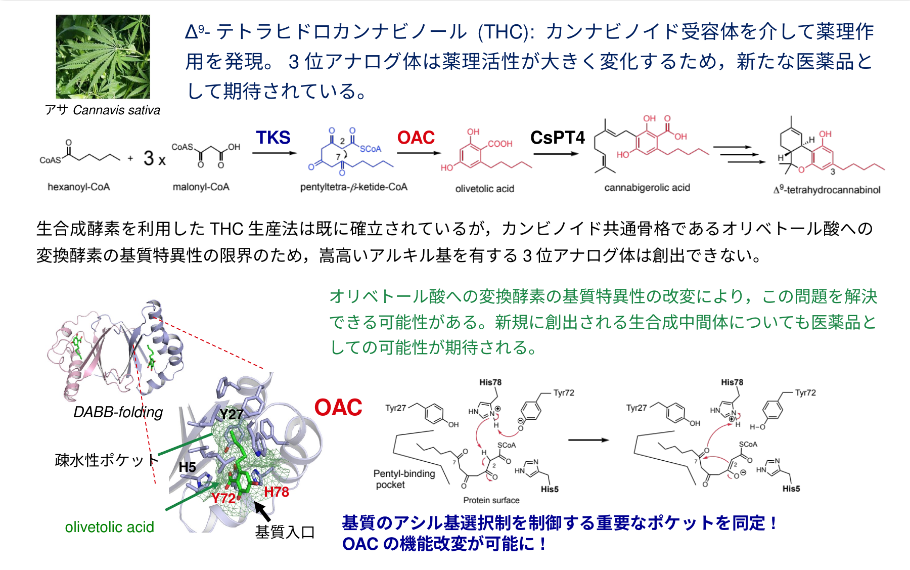OAC構造解析の成果詳細図