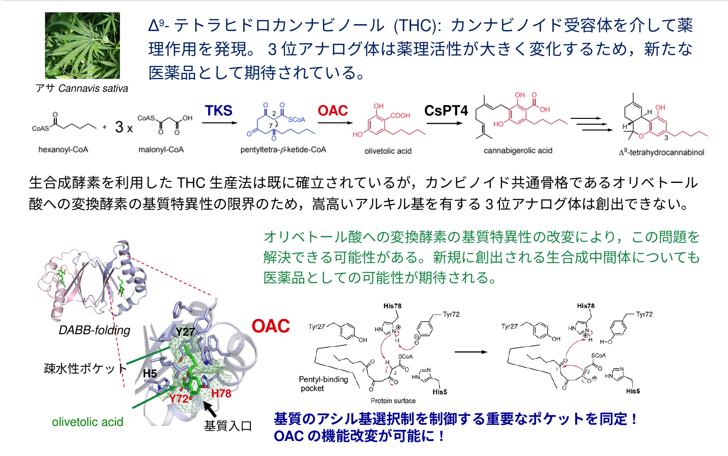 OAC構造解析の成果詳細図