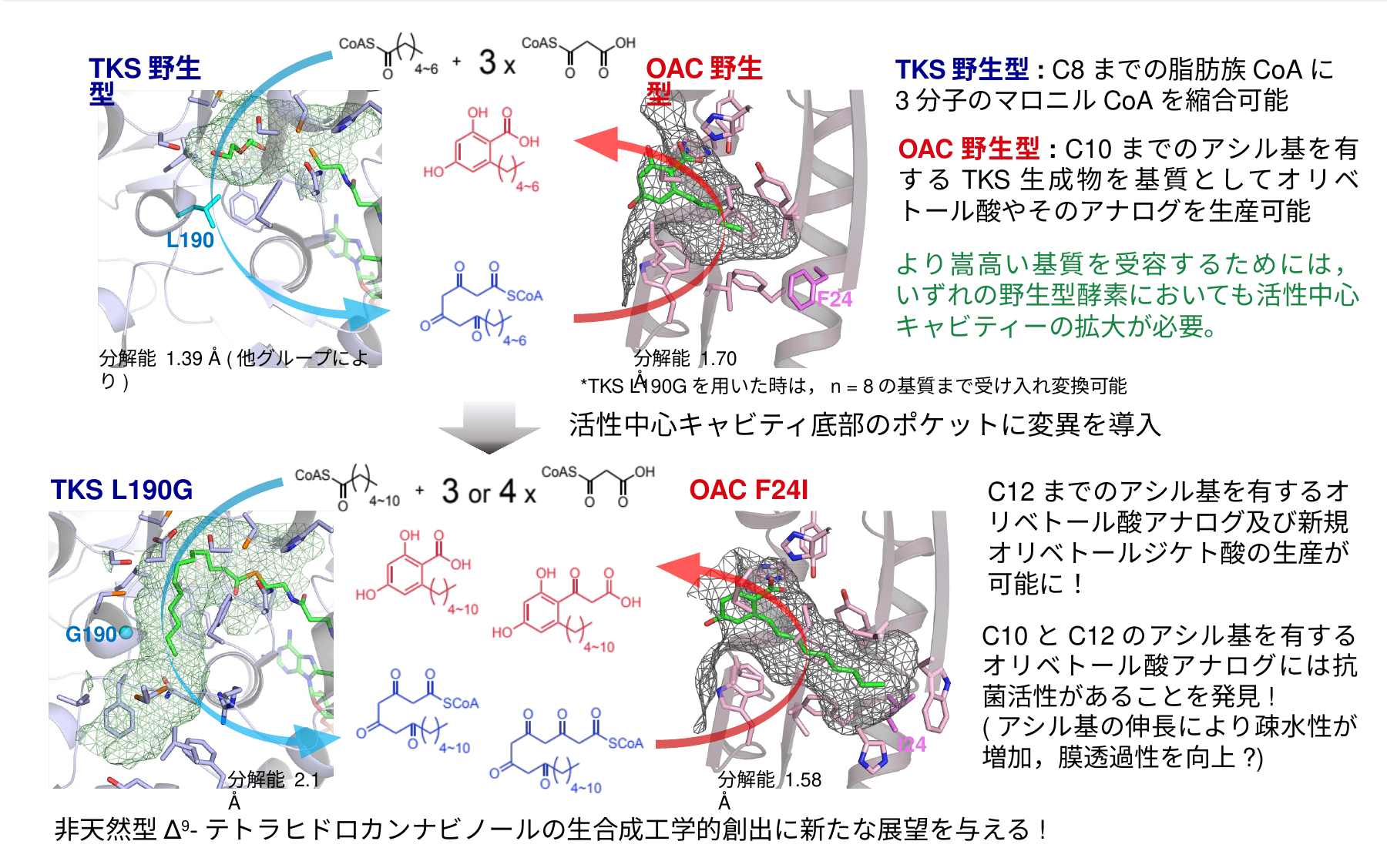OACとTKSの機能改変研究の成果詳細図