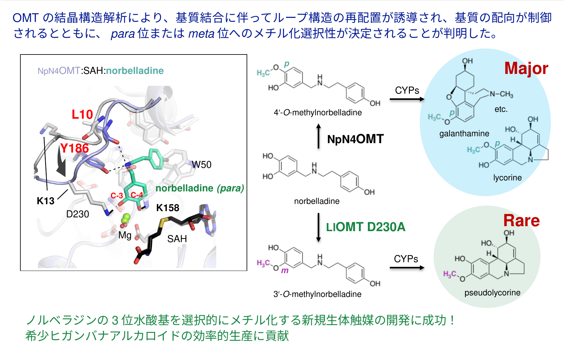 ヒガンバナアルカロイドOMTの研究成果詳細図