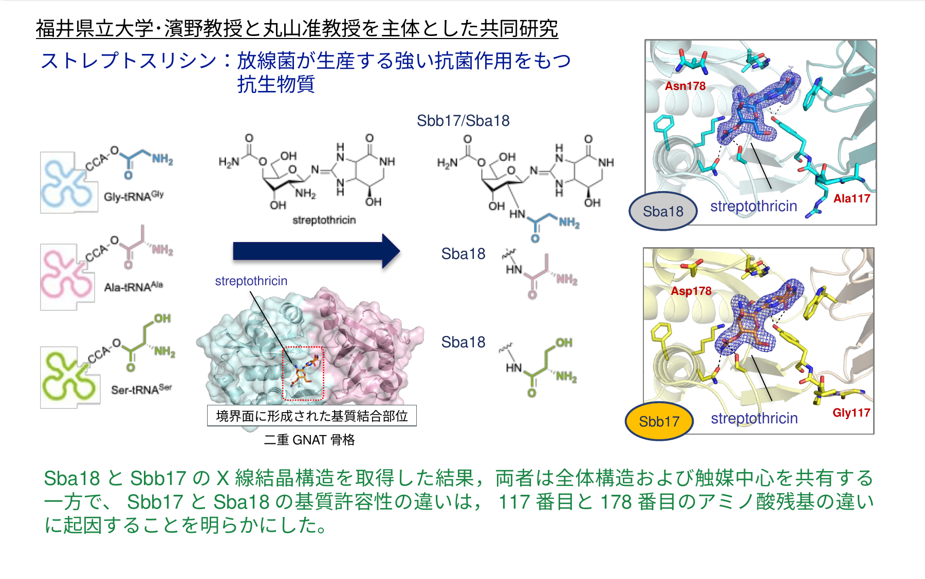 tRNA依存型酵素Sba18とSbb17の研究成果詳細図