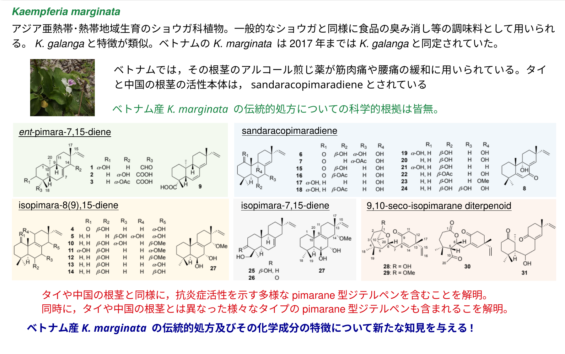 Kaempferia marginata研究の成果詳細図