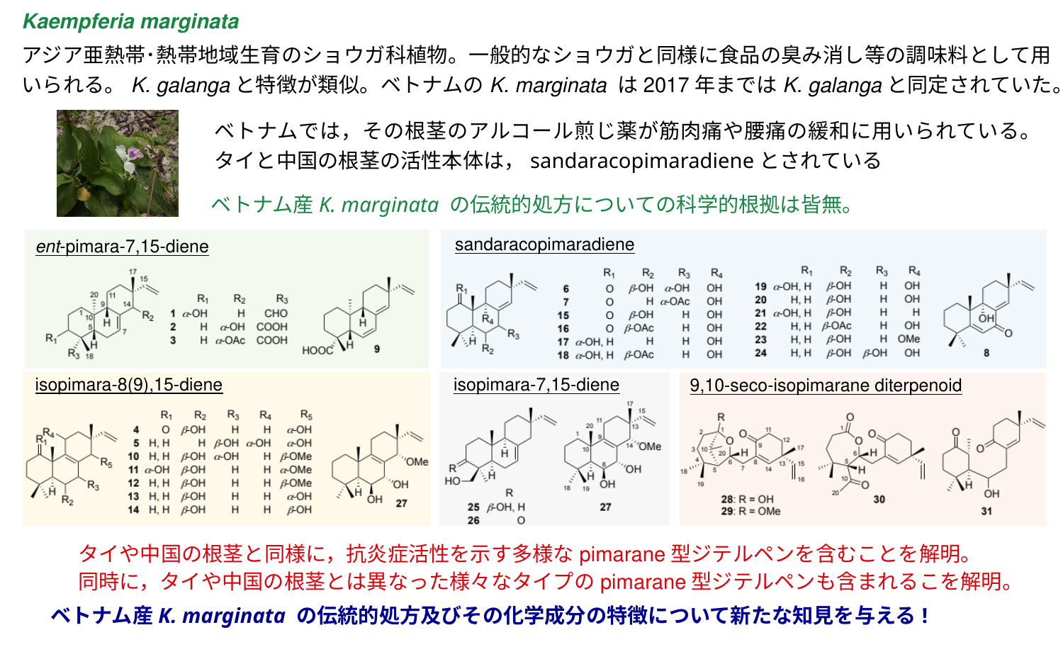 Kaempferia marginata研究の成果詳細図