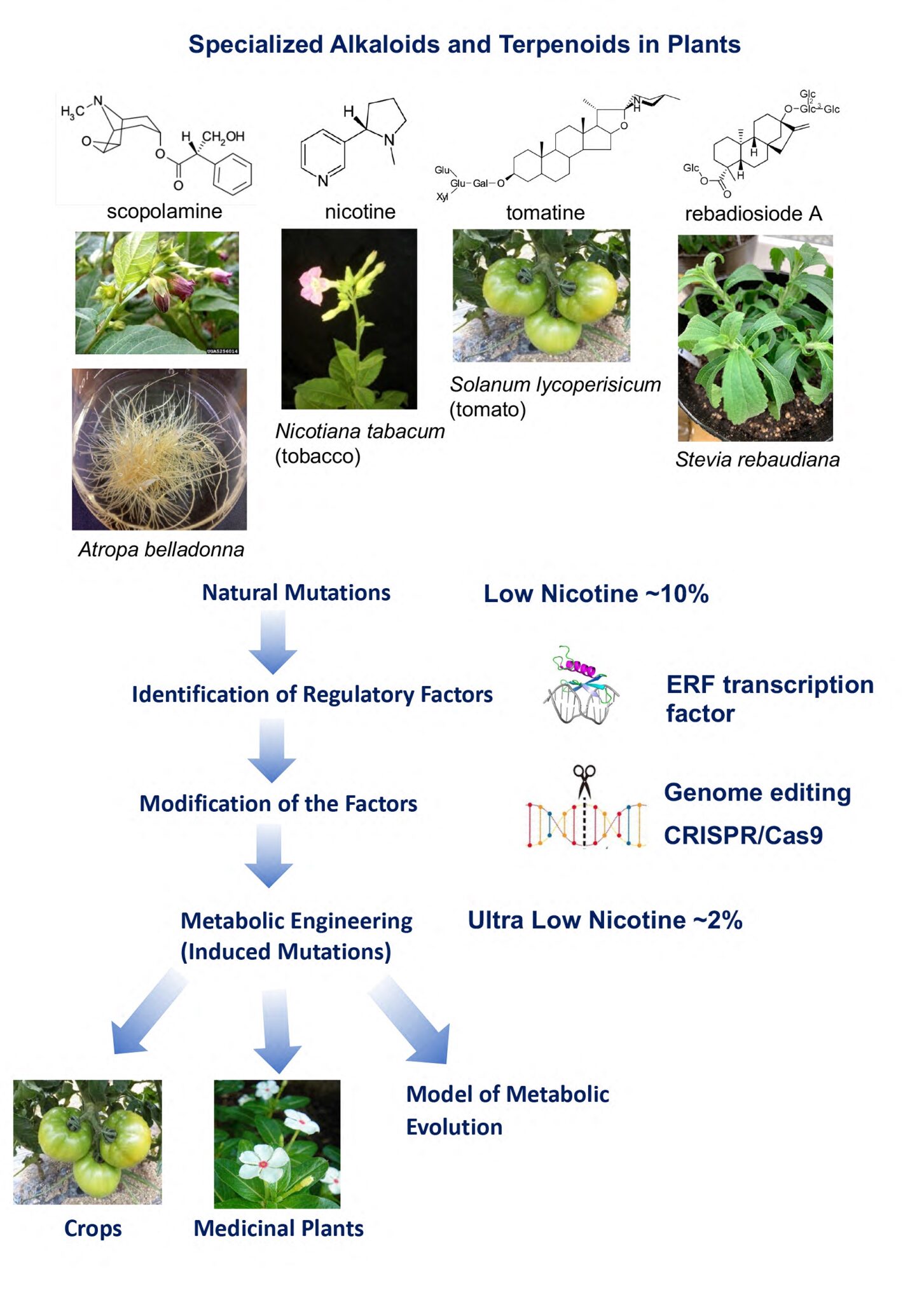 Section of Medicinal Resource Science | Institute of Natural Medicine